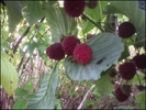 Blackfoot CSA