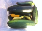 SE Idaho CSA