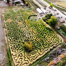 Swore Farms, Pocatello Corn Maze